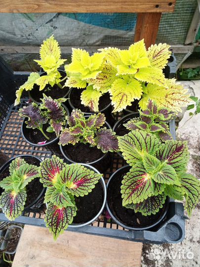 Колеусы вегетативные