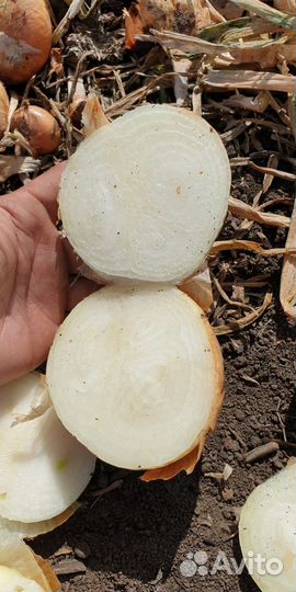 Лук Штутгарт опт