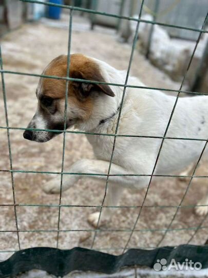Собака в добрые руки из приюта бесплатно