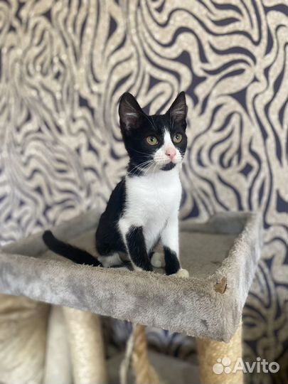 Котенок Черныш