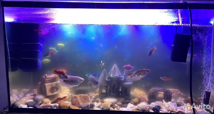 Аквариум с рыбками