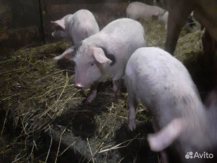 Поросенок ландрас