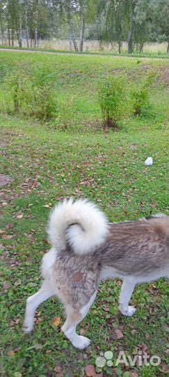 Хаски лайка