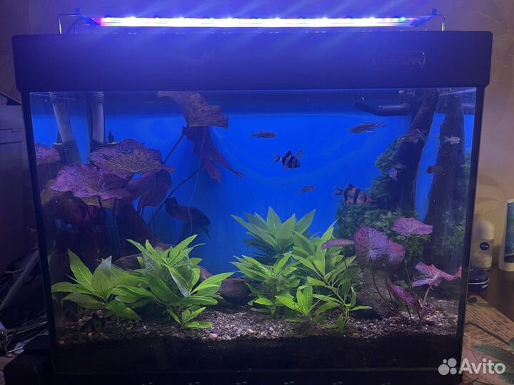 Аквариум с рыбками