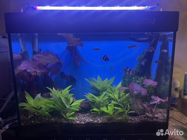 Аквариум с рыбками