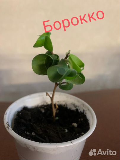 Фикус бенджамина Сафари