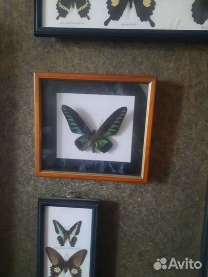 Бабочки в рамках