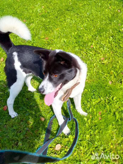 Отдам собаку в добрые руки