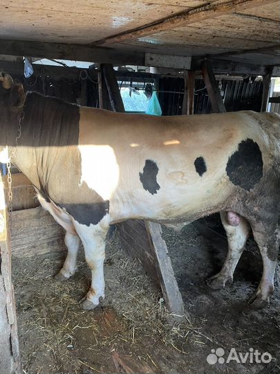 Быки и телки