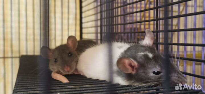 Крысята дамбо