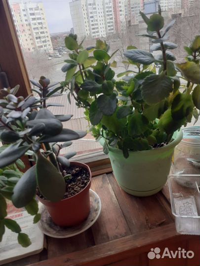 Комнатные растения