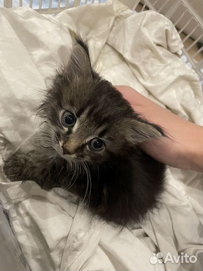 Кошки бесплатно