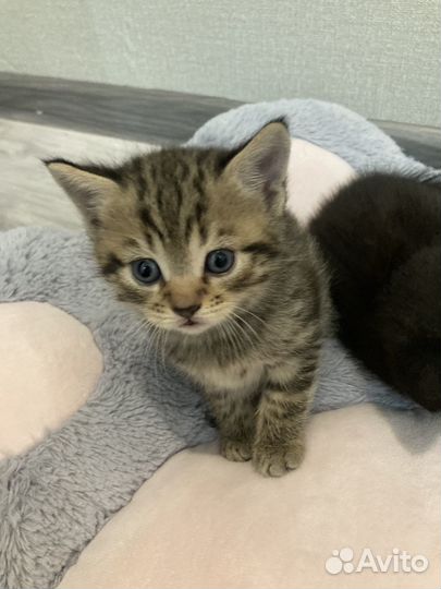 Котята в добрые руки 1 месяц