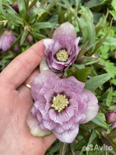 Семена морозника Double pink veined Barnhaven