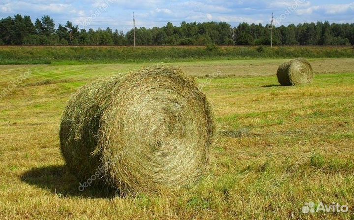Сено в рулонах
