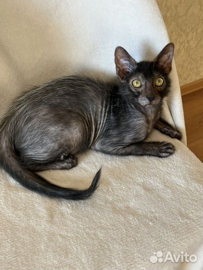 Котята Ликой