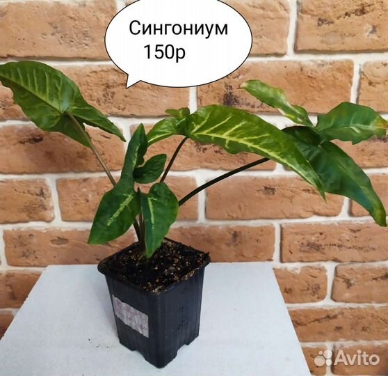 Комнатные цветы/Чайный гриб