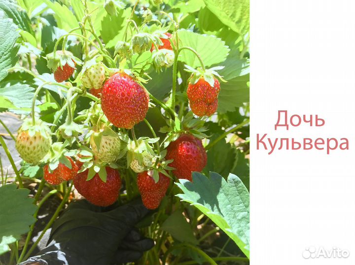 Клубника саженцы Дочь Кульвера 70р