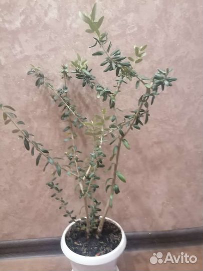 Оливковое дерево