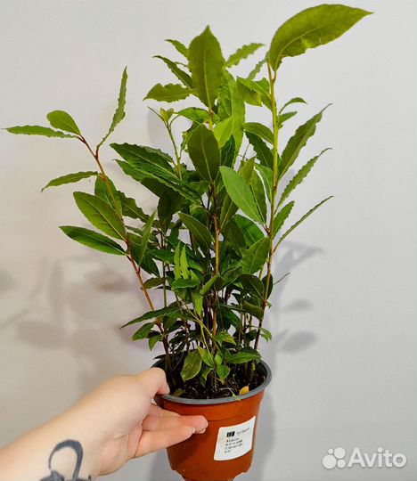 Лавр комнатный/ лаурус (лаврушка) d14