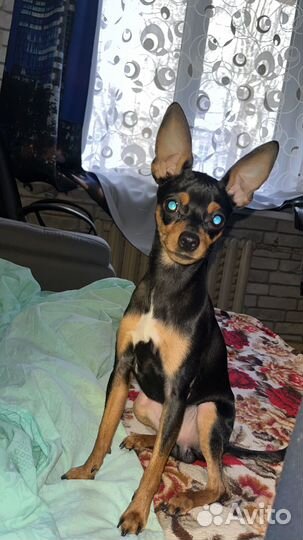 Русский той-терьер