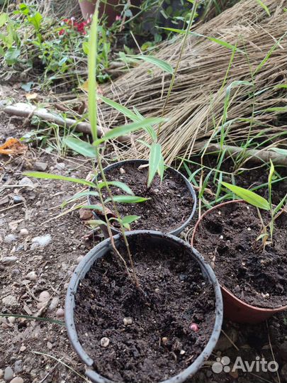 Бамбук Мосо Phyllostachys edulis саженцы семена