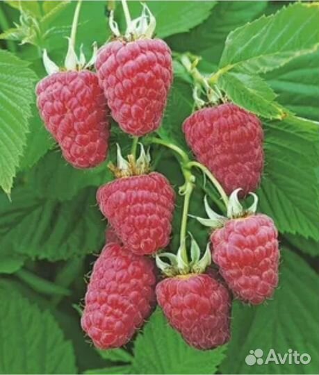 Саженцы плодовые