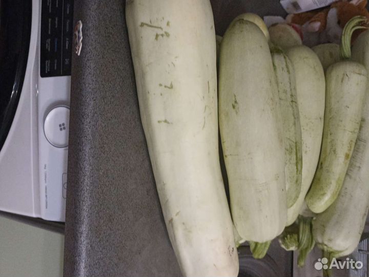 Кабачки домашние