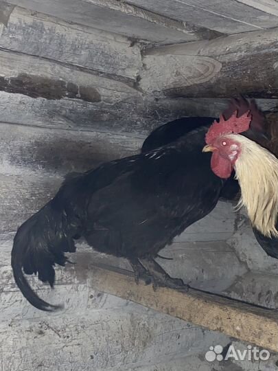 Петухи ухейиюль/аям цемани