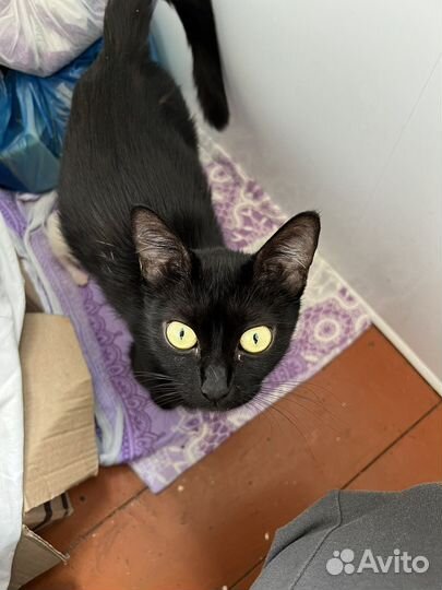 Кошечка ищет дом