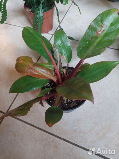 Антуриум, Фатсия, Замиокулькас, Филодендрон и тд