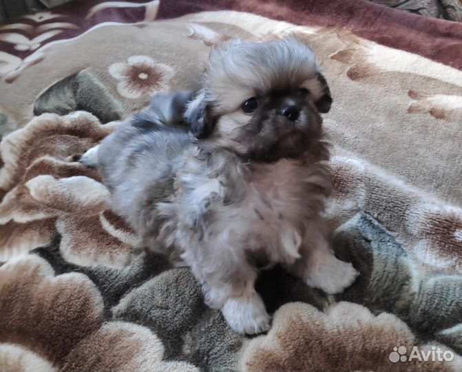 Щенки пекинеса