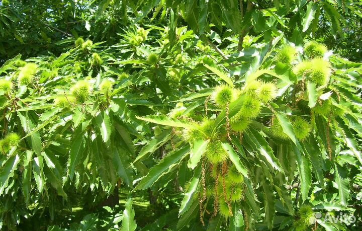 Каштан посевной (съедобный) два сорта