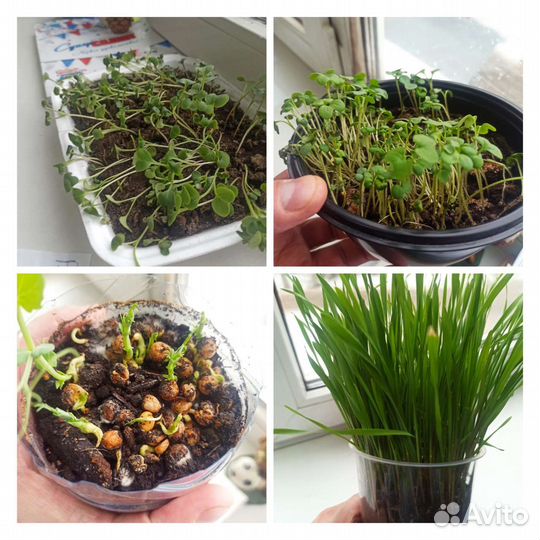 Газонная Трава, горчица, Вика, Люцерна, Рожь, Овес