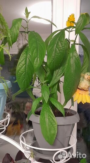 Пахистахис