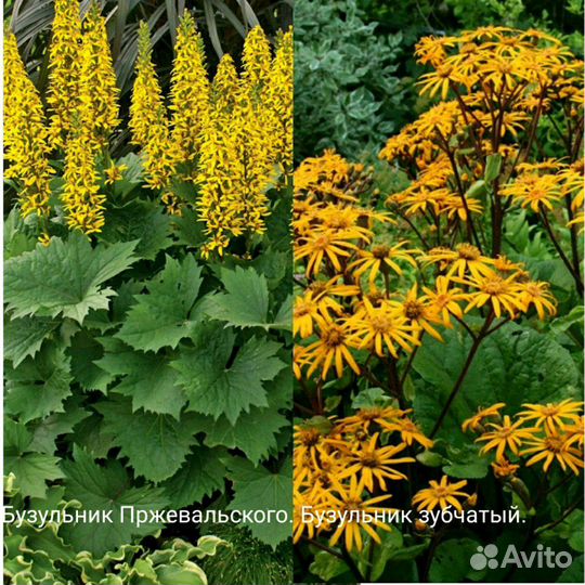 Многолетние цветы для сада