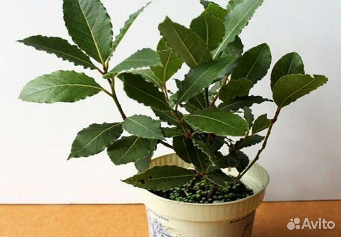 Саженцы лавра благородного