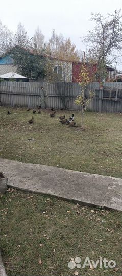 Подсадные утки