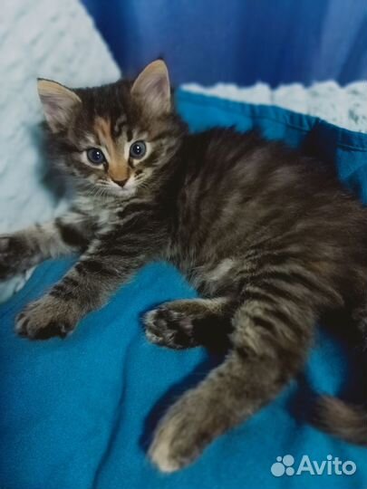 Кошка бесплатно