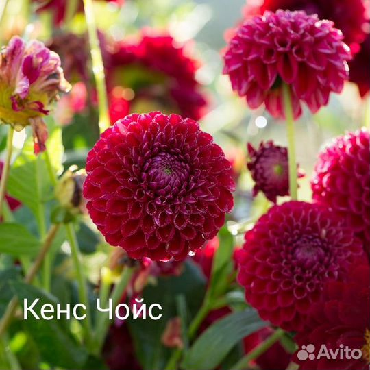 Георгины сортовые