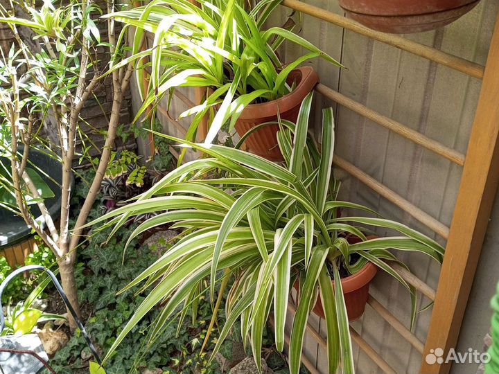 Комнатные растения