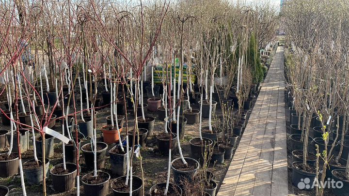 Саженцы виноград Изабелла