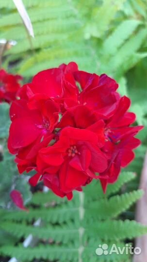 Герань пеларгония