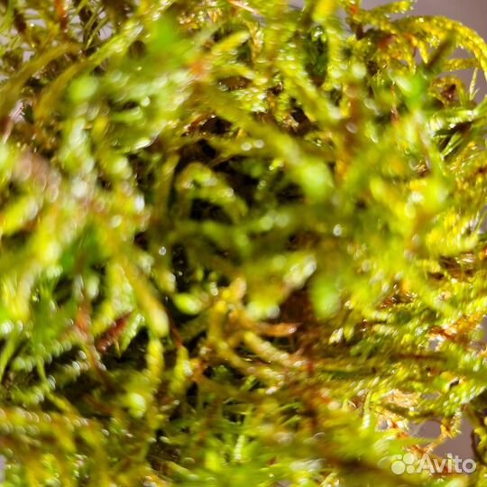 Мох-сфагнум