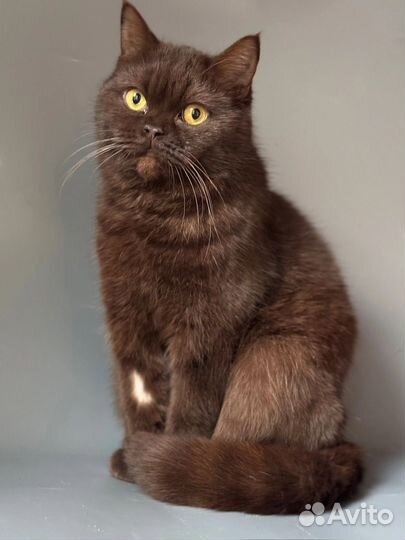 Кошечка в добрые руки