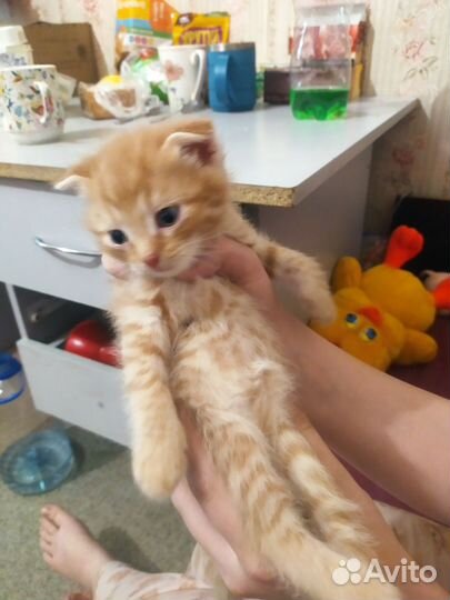 Продаю котика