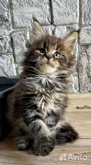 Мейн-кун котята питомник