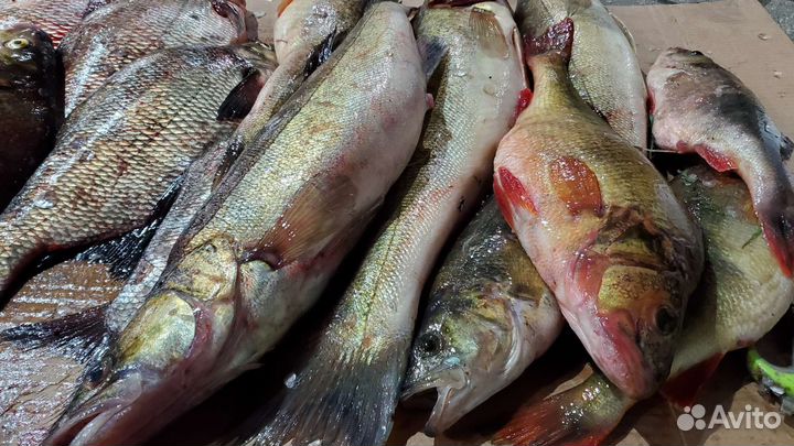 Форель, карась, сом, лещ, щука, копчёная рыба