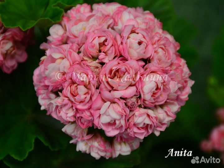 Розебудные пеларгонии