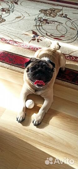 Вязка, мопс